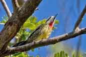 Cuban Green Woodpecker, La Güra, Cuba, February 2005 - click for larger image
