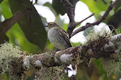 Golden-faced Tyrannulet, near Papallacta, Ecuador, November 2019 - click for larger image