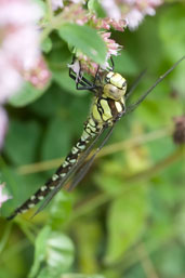 Immature Southern Hawker, Monks Eleigh Garden, Suffolk, England, July 2009 - click for larger image