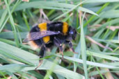 Buff-tailed Bumblebee, Monks Eleigh Garden, Suffolk, England, March 2010 - click for larger image