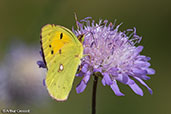 Clouded Yellow, Monks Eleigh, Suffolk, England, July 2018 - click for larger image