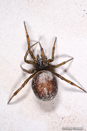 False Widow Spider, Monks Eleigh, Suffolk, England, January 2008 - click for larger image