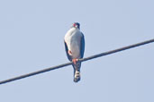 Red-thighed Sparrowhawk, Ankasa, Ghana, May 2011 - click for larger image