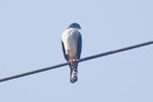 Red-thighed Sparrowhawk, Ankasa, Ghana, May 2011 - click for larger image