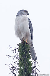 Frances's Sparrowhawk, Berenty Reserve, Madagascar, November 2016 - click for larger image
