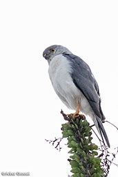 Frances's Sparrowhawk, Berenty Reserve, Madagascar, November 2016 - click for larger image