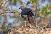 Madagascar Sparrowhawk, Ifaty, Madagascar, November 2016 - click for larger image