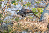 Madagascar Sparrowhawk, Ifaty, Madagascar, November 2016 - click for larger image