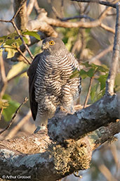 Madagascar Sparrowhawk, Ifaty, Madagascar, November 2016 - click for larger image