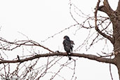 Little Sparrowhawk, Awash Falls, Ethiopia, January 2016 - click for larger image