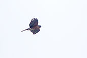 Rufous-breasted Sparrowhawk, Gemesa Geden, Ethiopia, January 2016 - click for larger image