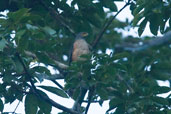 African Goshawk, Atewa Forest, Ghana, June 2011 - click for larger image