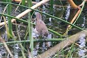 Lesser Swamp-warbler, Lake Awassa, Ethiopia, January 2016 - click for larger image