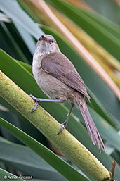 Madagascar Swamp-warbler, Lake Alarobia, Madagascar, November 2016 - click for larger image