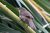 Madagascar Swamp-warbler, Lake Alarobia, Madagascar, November 2016 - click for larger image