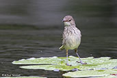 Madagascar Swamp-warbler, Perinet, Madagascar, November 2016 - click for larger image