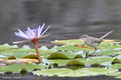 Madagascar Swamp-warbler, Perinet, Madagascar, November 2016 - click for larger image