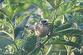 Sedge Warbler, Lake Chelekcheka, Ethiopia, January 2016 - click for larger image