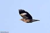 Common Myna, near Tulear, Madagascar, November 2016 - click for larger image