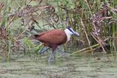 African Jacana, Auntutu Forest, Ghana, May 2011 - click for larger image