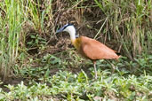African Jacana, Mole, Ghana, June 2011 - click for larger image