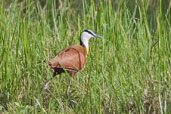 African Jacana, Mole, Ghana, June 2011 - click for larger image