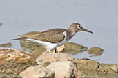 Common Sandpiper, Lake Ziway, Ethiopia, January 2016 - click for larger image