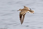 Common Sandpiper, Lake Shalla, Ethiopia, January 2016 - click for larger image