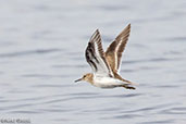 Common Sandpiper, Lake Shalla, Ethiopia, January 2016 - click for larger image