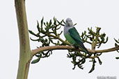 Grey-headed Lovebird, Berenty Reserve, Madagascar, November 2016 - click for larger image