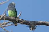 Grey-headed Lovebird, Mosa Park, Ifaty, Madagascar, November 2016 - click for larger image