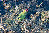 Black-winged Lovebird, Lake Chelekcheka, Ethiopia, January 2016 - click for larger image