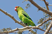 Black-winged Lovebird, Koka Dam, Ethiopia, January 2016 - click for larger image