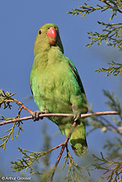 Black-winged Lovebird, Lalibela, Ethiopia, January 2016 - click for larger image