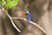 Malachite Kingfisher, Mole, Ghana, June 2011 - click for larger image