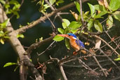 Malachite Kingfisher, Mole, Ghana, June 2011 - click for larger image