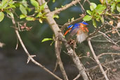 Malachite Kingfisher, Mole, Ghana, June 2011 - click for larger image