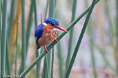 Malachite Kingfisher, Lake Awassa, Ethiopia, January 2016 - click for larger image