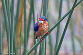 Malachite Kingfisher, Lake Awassa, Ethiopia, January 2016 - click for larger image