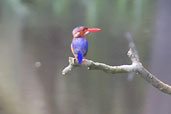White-bellied Kingfisher, Ankasa, Ghana, May 2011 - click for larger image