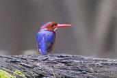 White-bellied Kingfisher, Ankasa, Ghana, May 2011 - click for larger image