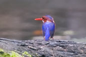 White-bellied Kingfisher, Ankasa, Ghana, May 2011 - click for larger image