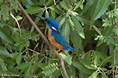 Half-collared Kingfisher, Jemma River, Ethiopia, January 2016 - click for larger image