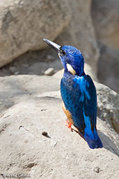 Half-collared Kingfisher, Jemma River, Ethiopia, January 2016 - click for larger image