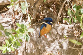 Half-collared Kingfisher, Jemma River, Ethiopia, January 2016 - click for larger image