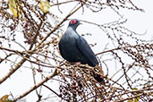 Madagascar Blue-pigeon, Perinet, Madagascar, November 2016 - click for larger image