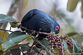 Madagascar Blue-pigeon, Perinet, Madagascar, November 2016 - click for larger image