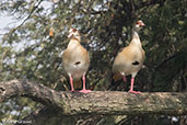 Egyptian Goose, Lake Awassa, Ethiopia, January 2016 - click for larger image