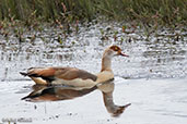 Egyptian Goose, Bale Mountains, Ethiopia, January 2016 - click for larger image