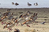 Egyptian Goose, Bogol Manyo Road, Ethiopia, January 2016 - click for larger image